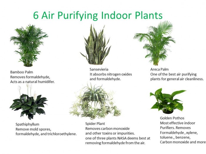 plants air home eco