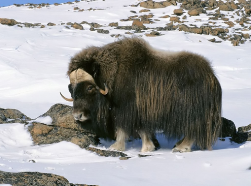 Consciously Drinking Yak Blood. | elephant journal