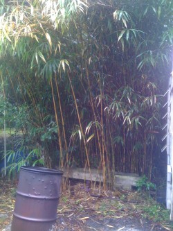 Jose's Bamboo