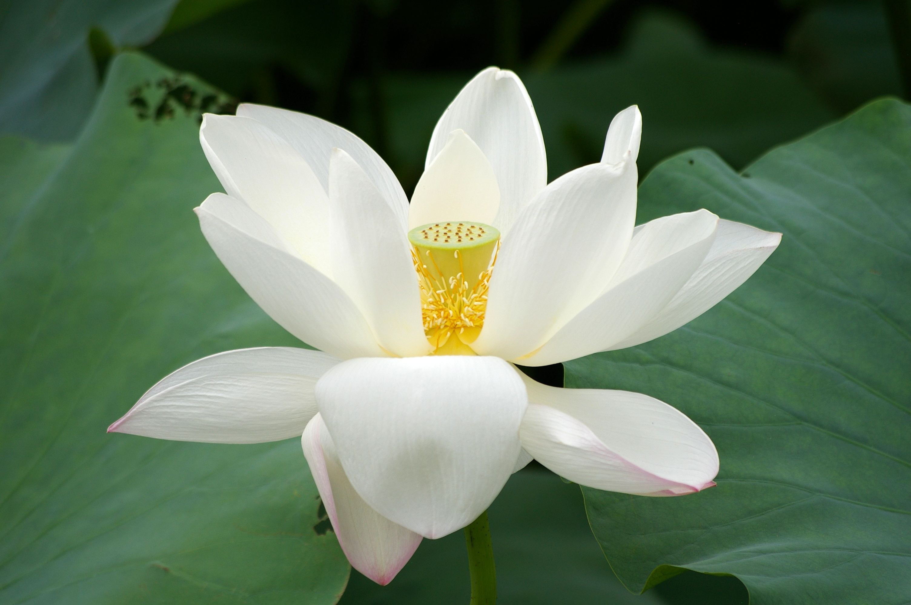 http://upload.wikimedia.org/wikipedia/commons/a/a9/20090809_Lotus_flower_2736.jpg