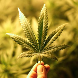 Cannabis_Leaf