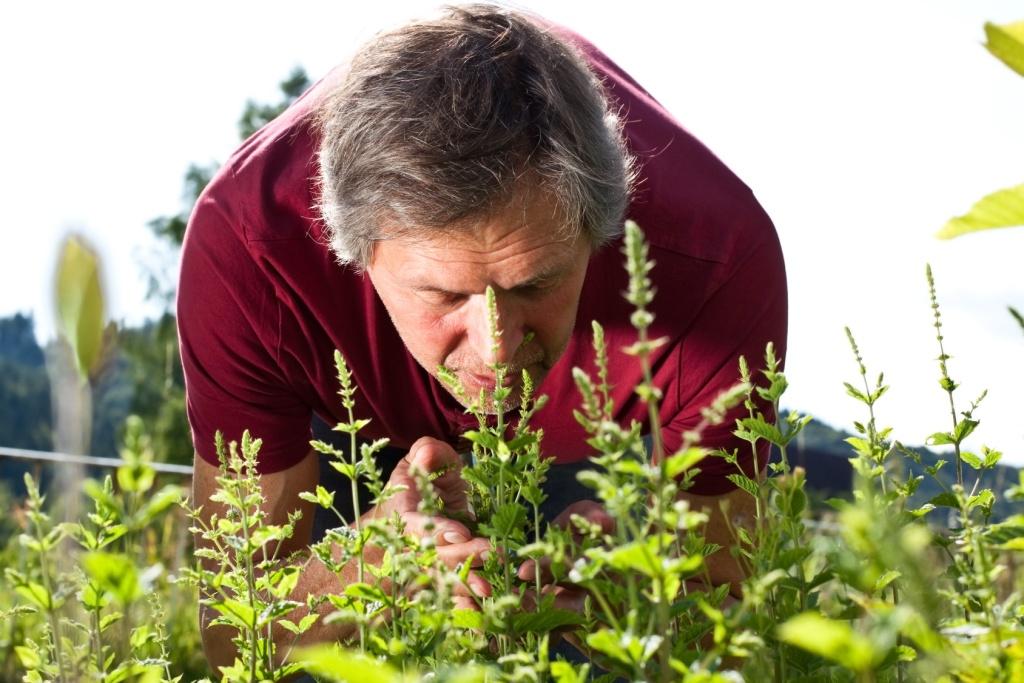 Older Man smelling mint in a garden