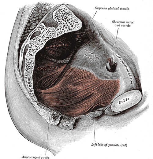 pelvic muscles anatomy