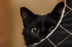 black cat kitty