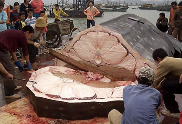 china illegal whale shark slaughter