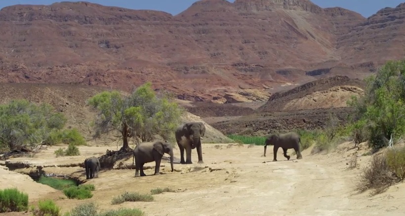 elephants namibia conservation jenny andy wwf