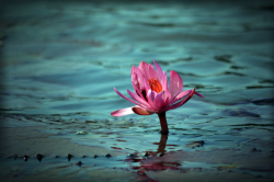 lotus mud flower water bloom