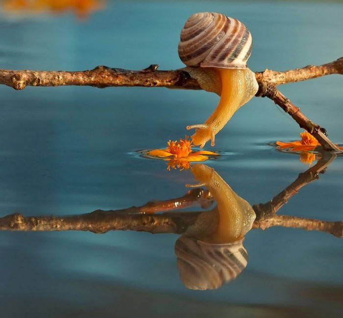 http://www.demilked.com/macro-photography-snails-vyacheslav-mishchenko/