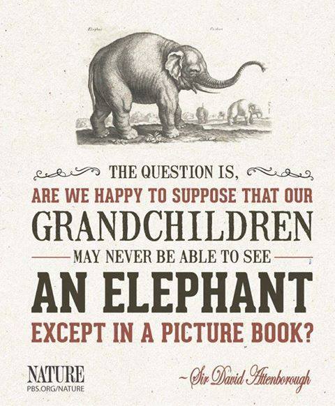 elephant poster