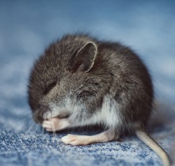Baby mouse