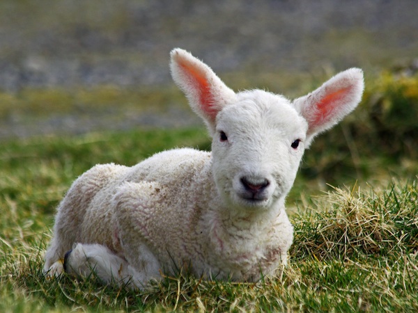 Cheviot_lamb_on_the_Isle_of_Lewis