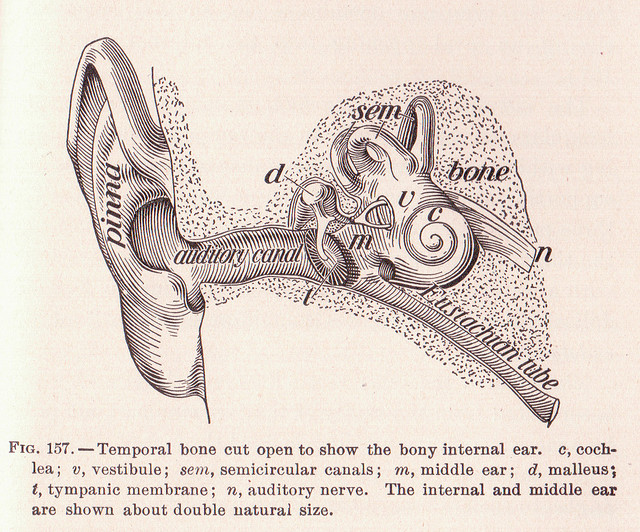 ear canal illustration listen hear