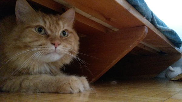 cat under bed