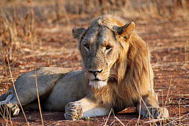 leo lion