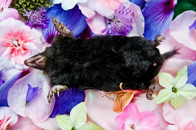 Dead Mole in Flowers 