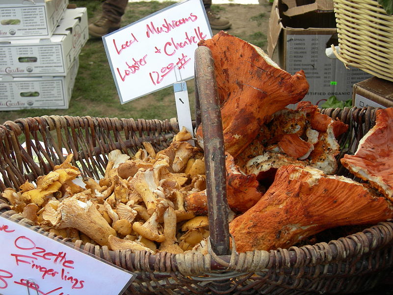 800px-Chanterelle_and_lobster_mushrooms