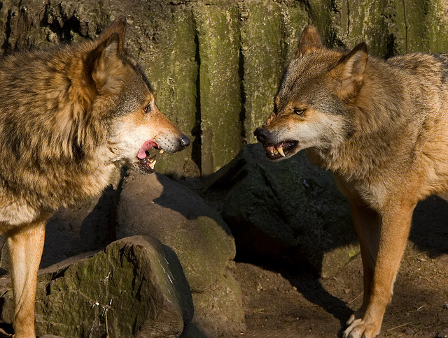 wolves animals conflict fight couple