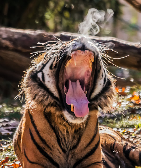 Tiger yawn breath
