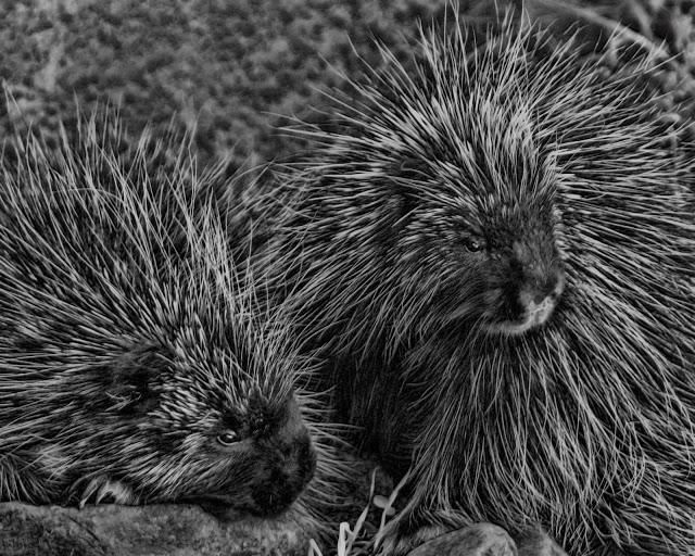 couple porcupines hedgehogs