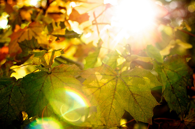 leaves sun autumn fall tree