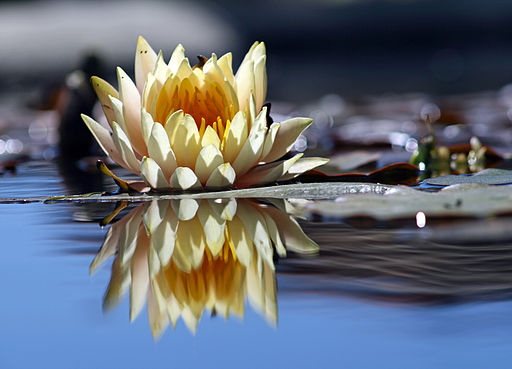 512px-Flower_reflection