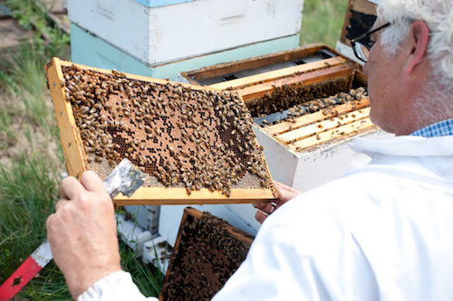 Highland Honey Bees 