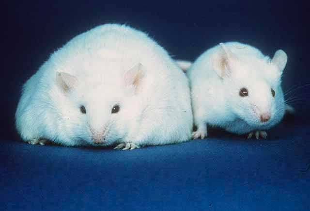 Mice Fat