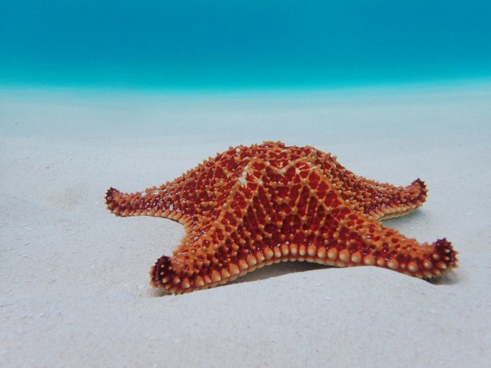 starfish snorkeling