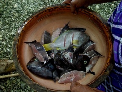 fresh fish dead triggerfish