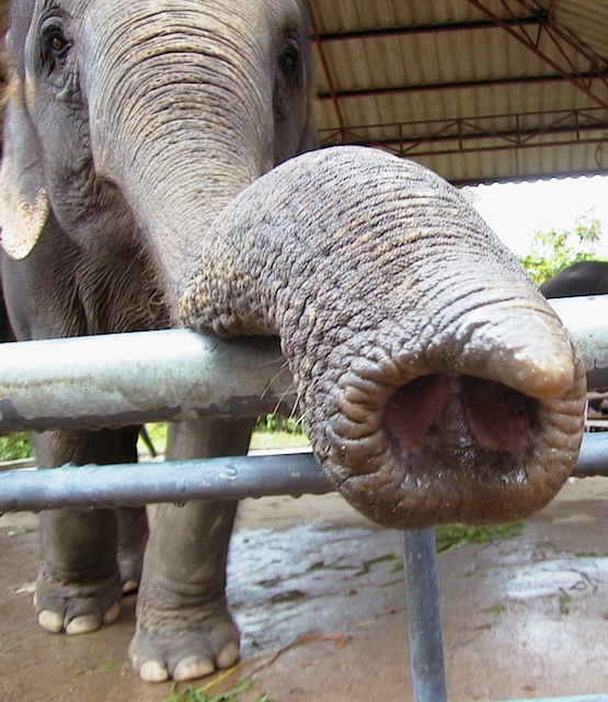 Asian_elephant_trunk