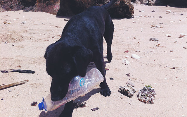 dog, beach, trash