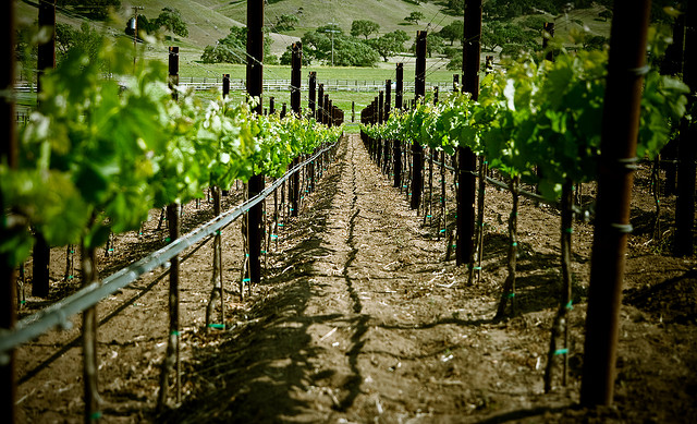 wine fields