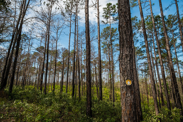 Open view of the Longleaf Pine forests.