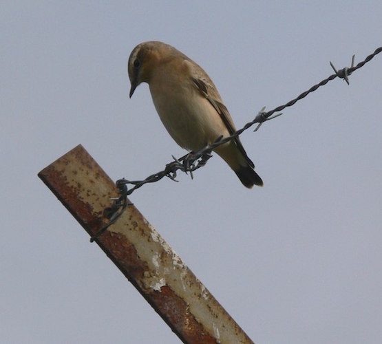 Bird_on_a_wire_-_geograph.org.uk_-_558985