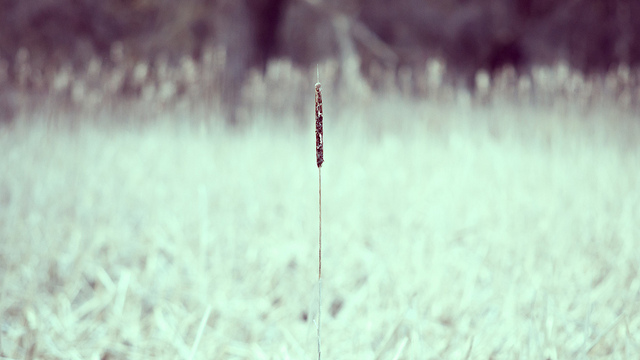 single single blade of grass