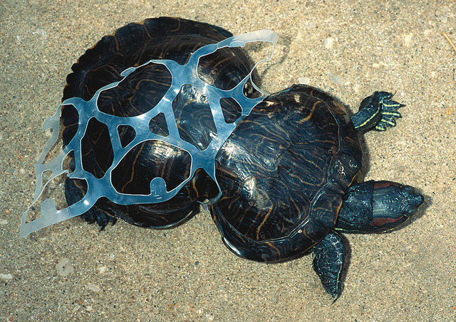 turtle plastic