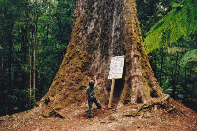 https://en.wikipedia.org/wiki/File:Tasmania_logging_01_under_tallest_tree.jpg