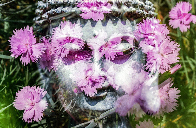 flower buddha