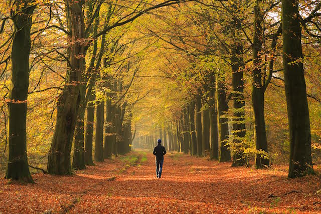 Man walking in a lane of trre's on an autumn day.