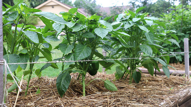peppers growing green plants transplant