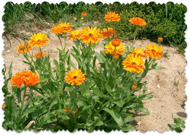 picture of orange calendula flowers