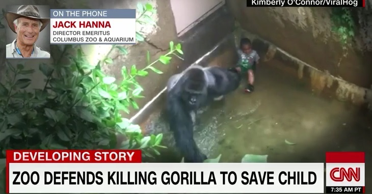 cnngorilla