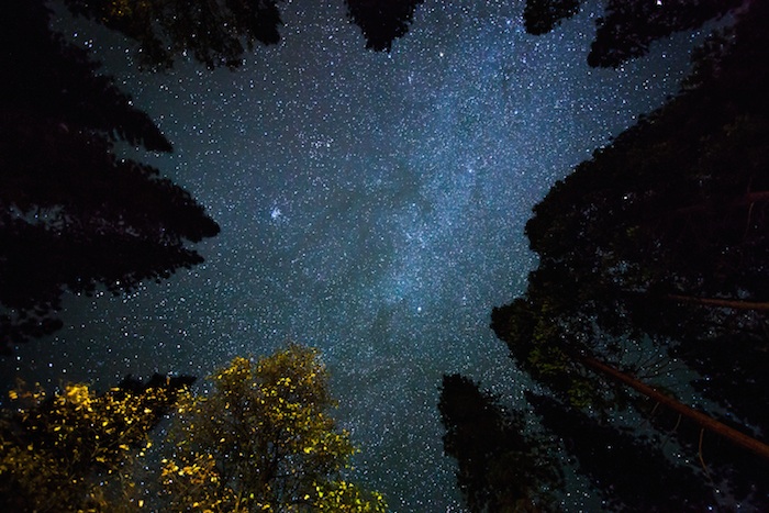 starry sky night universe trees