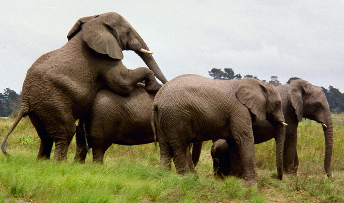 Top 10 Elephant Yoga Blogs of the Week Jan. 