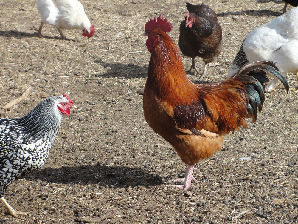 Boulder Tour de Coops this Sunday, September 4: Part of EAT LOCAL! Week ...