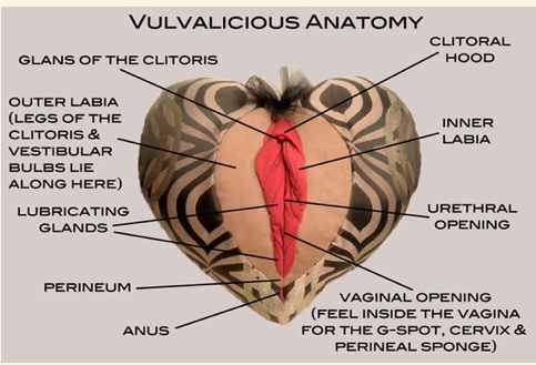 different kinds of vagina shapes