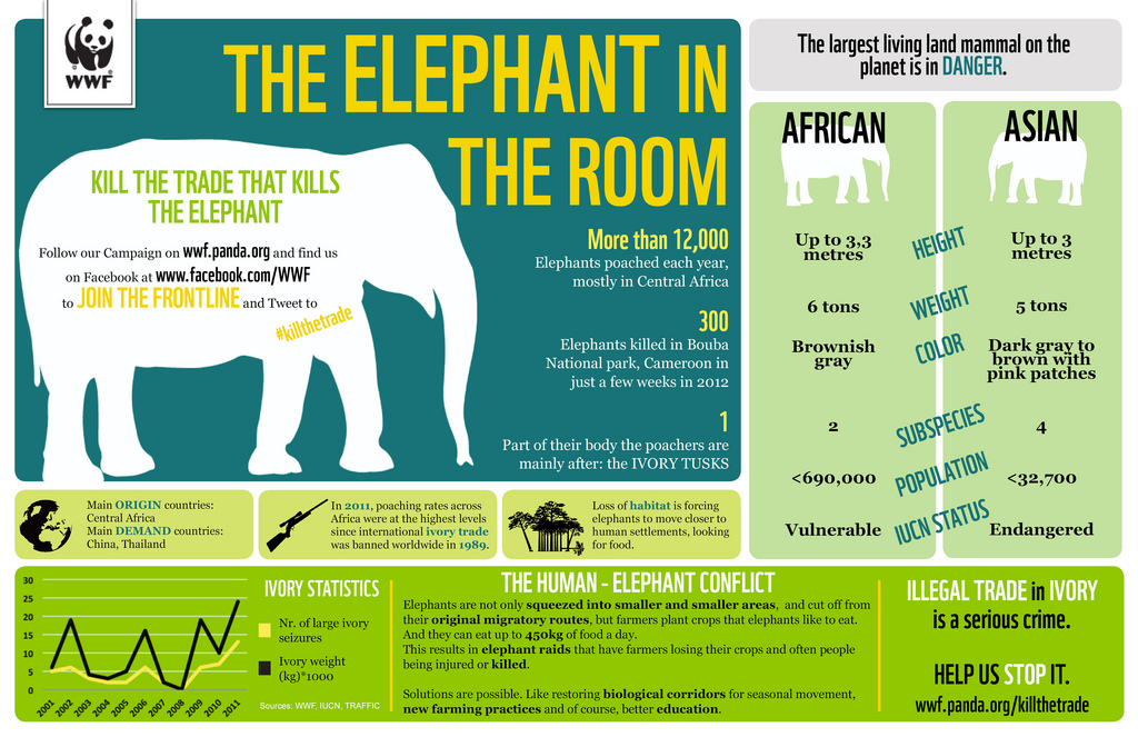 The Elephant in the Room. Infographic | elephant journal