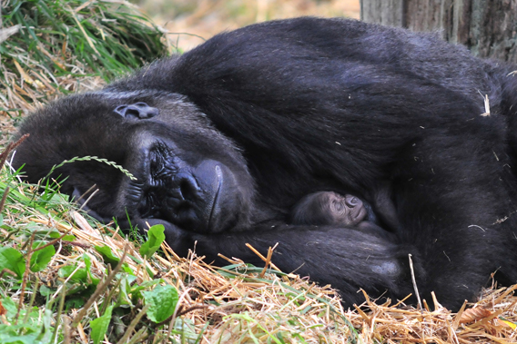 A Tender Moment Captured Between Mom and Baby Lowland Gorilla ...