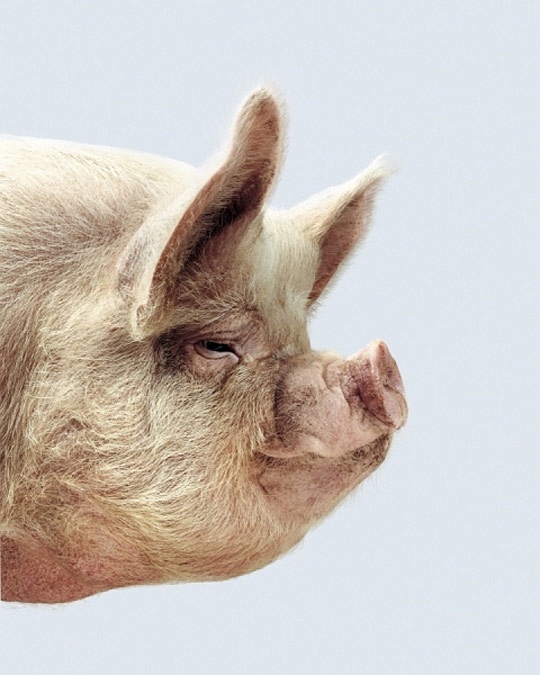 The Pork Industry Thinks You're Stupid. | elephant journal