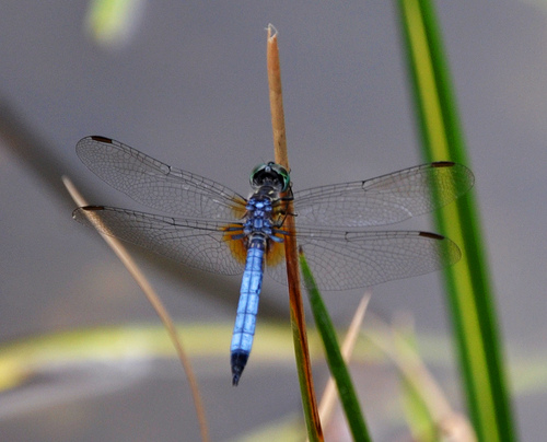 How to Bring a Dragonfly Back to Life. | elephant journal